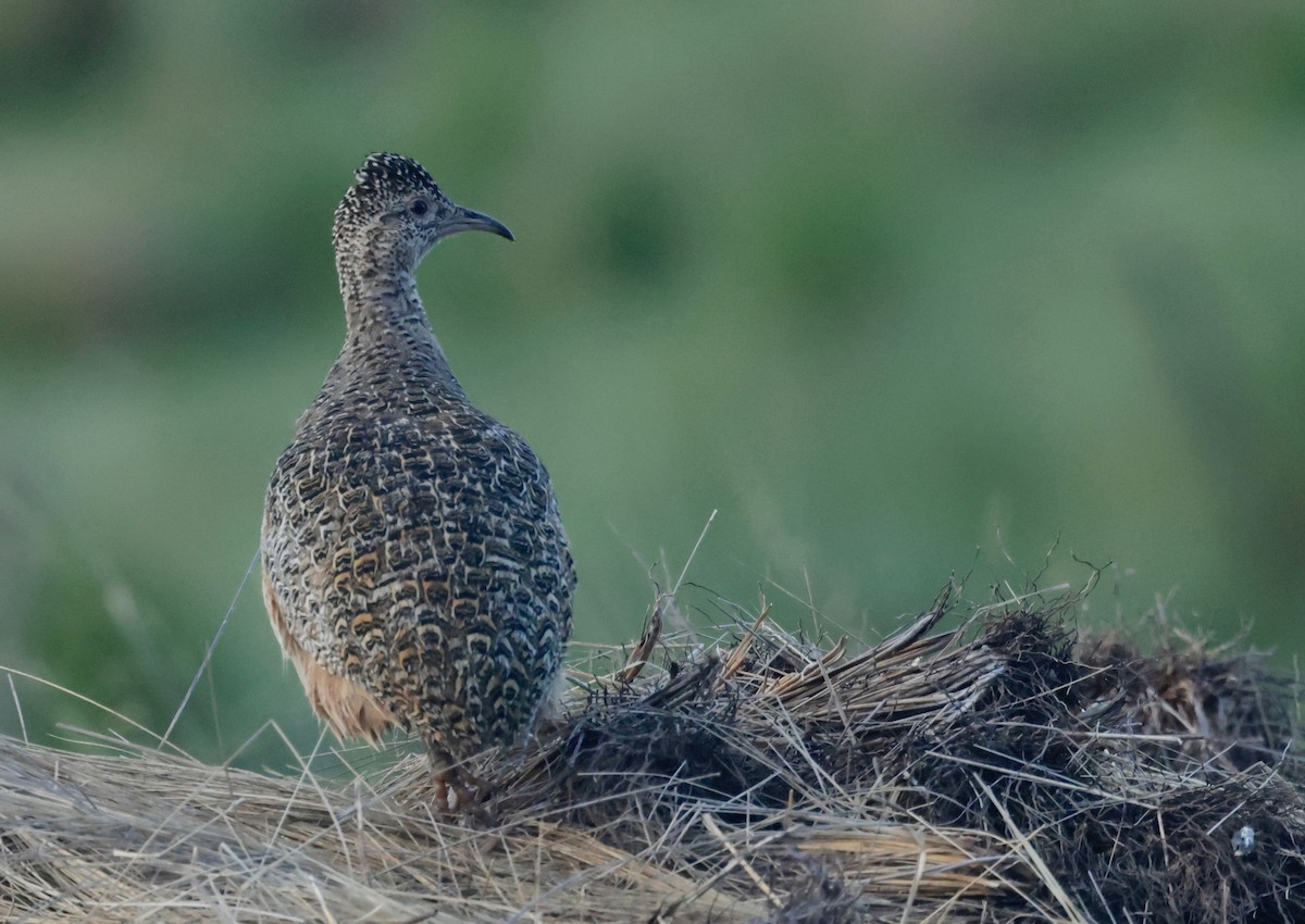 Ornate Tinamou - ML614450578