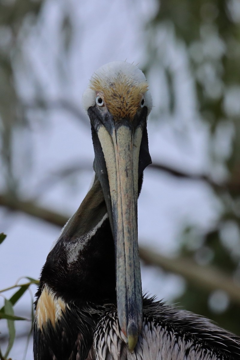 Brown Pelican - Jesús Lavedán Rodríguez