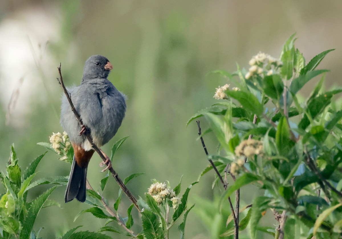 Plain-colored Seedeater - Garret Skead