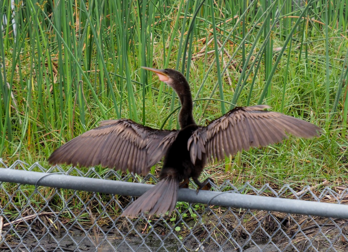 Anhinga Americana - ML614450646