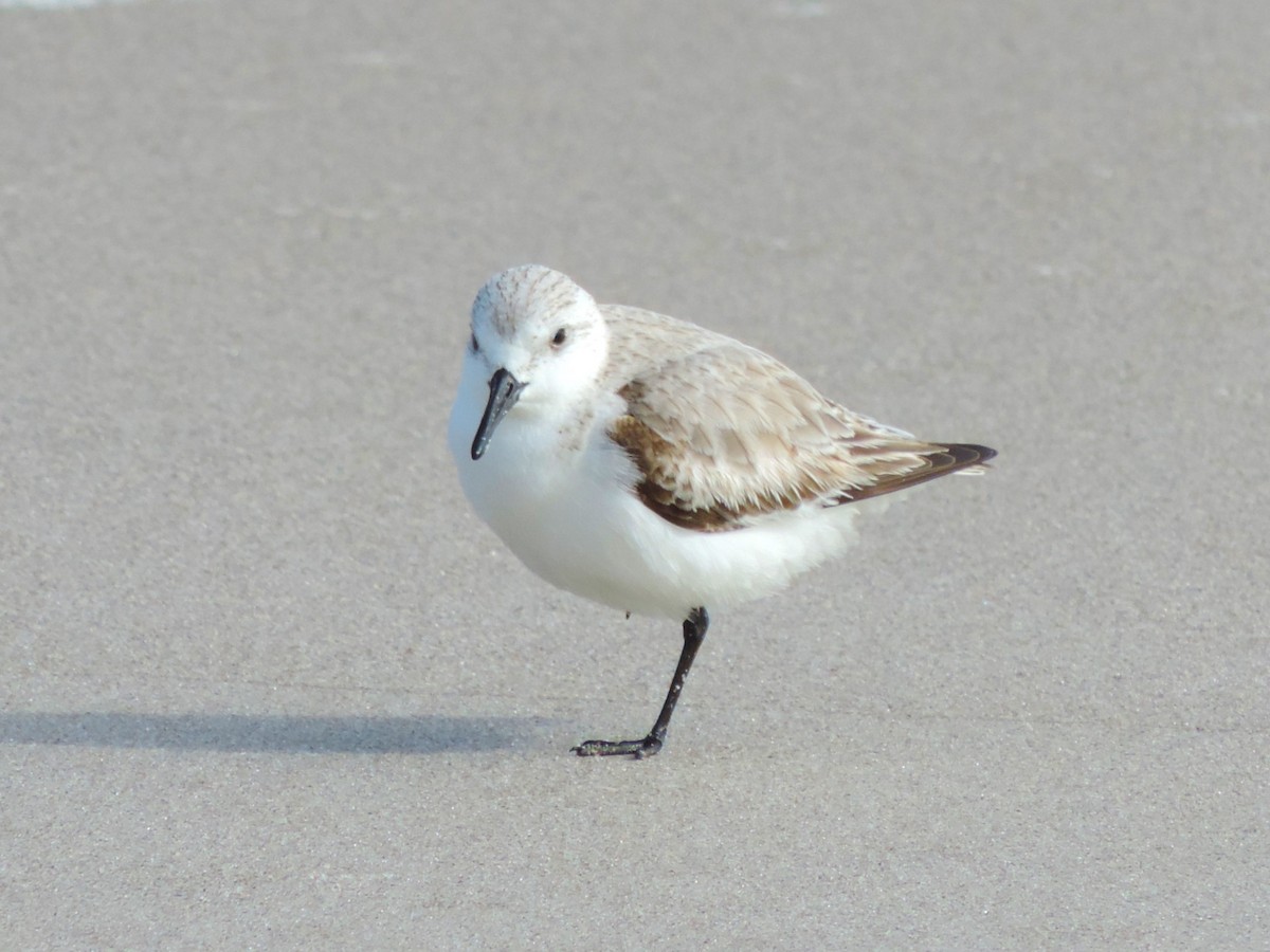 Sanderling - ML614450647