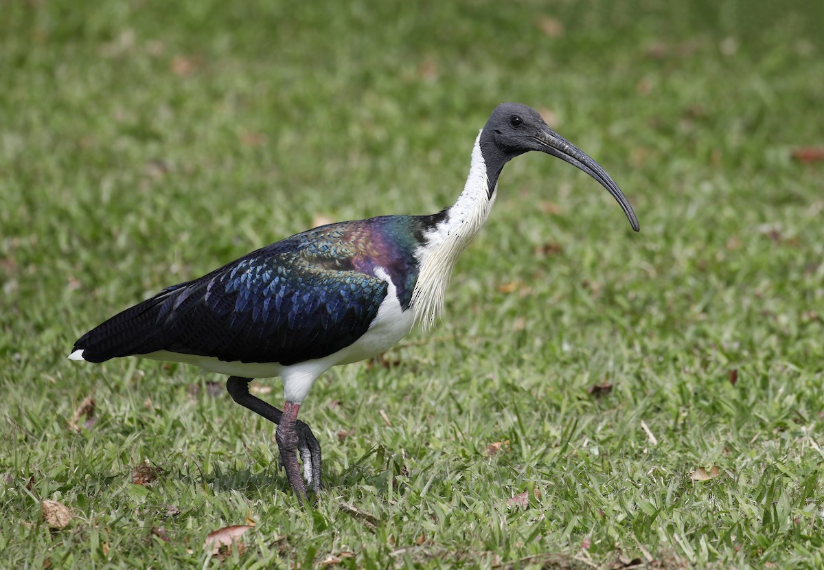 Straw-necked Ibis - ML614450700