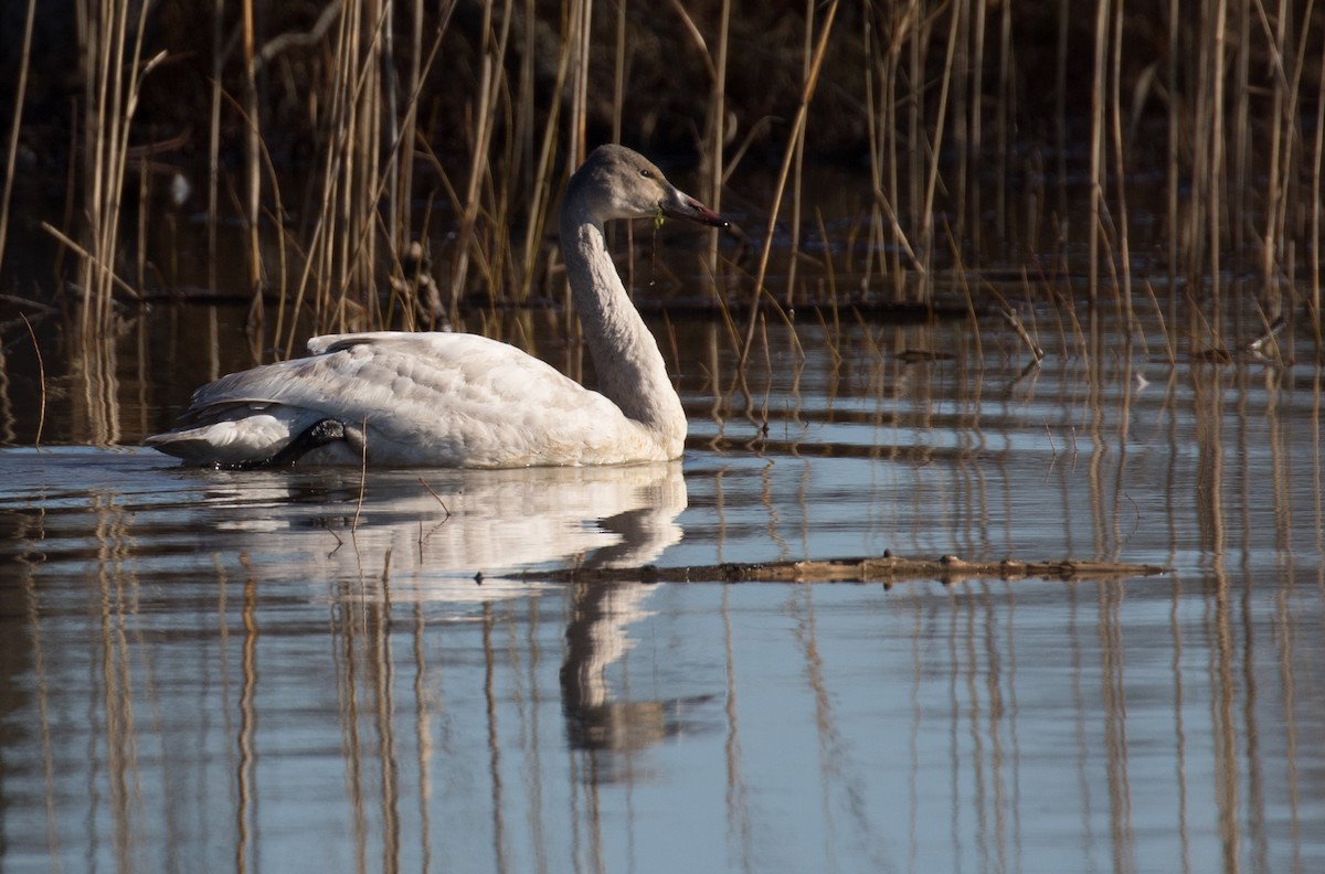 Zwergschwan - ML614450742