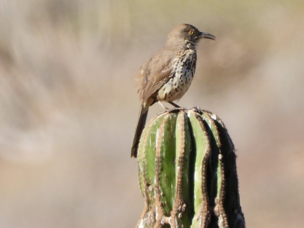 Gray Thrasher - ML614450766