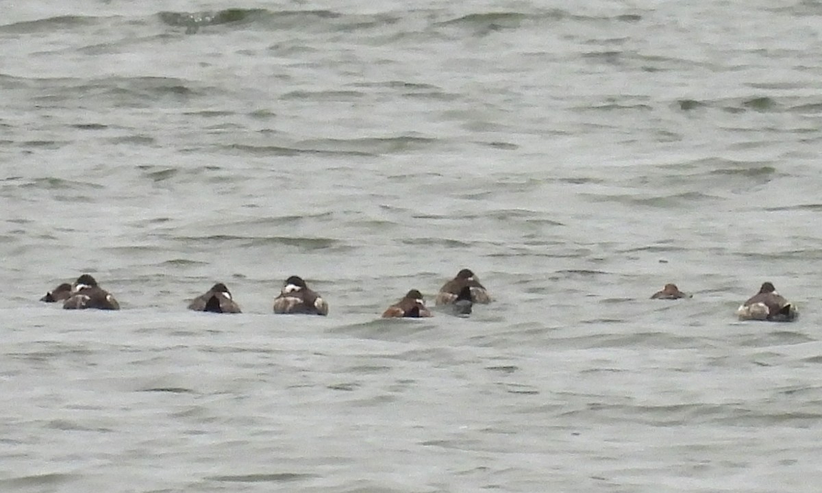 Ruddy Duck - ML614450847