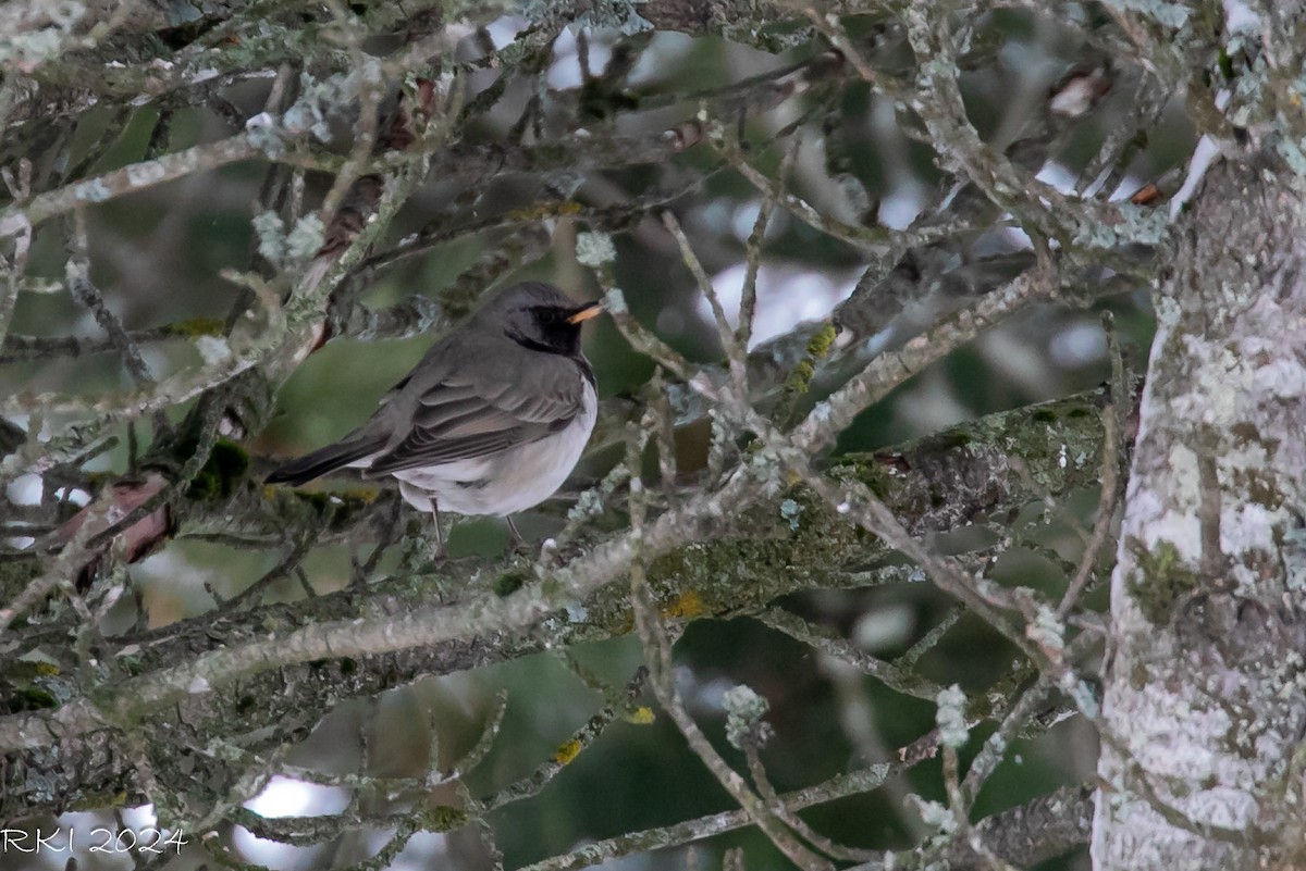 Black-throated Thrush - ML614450853