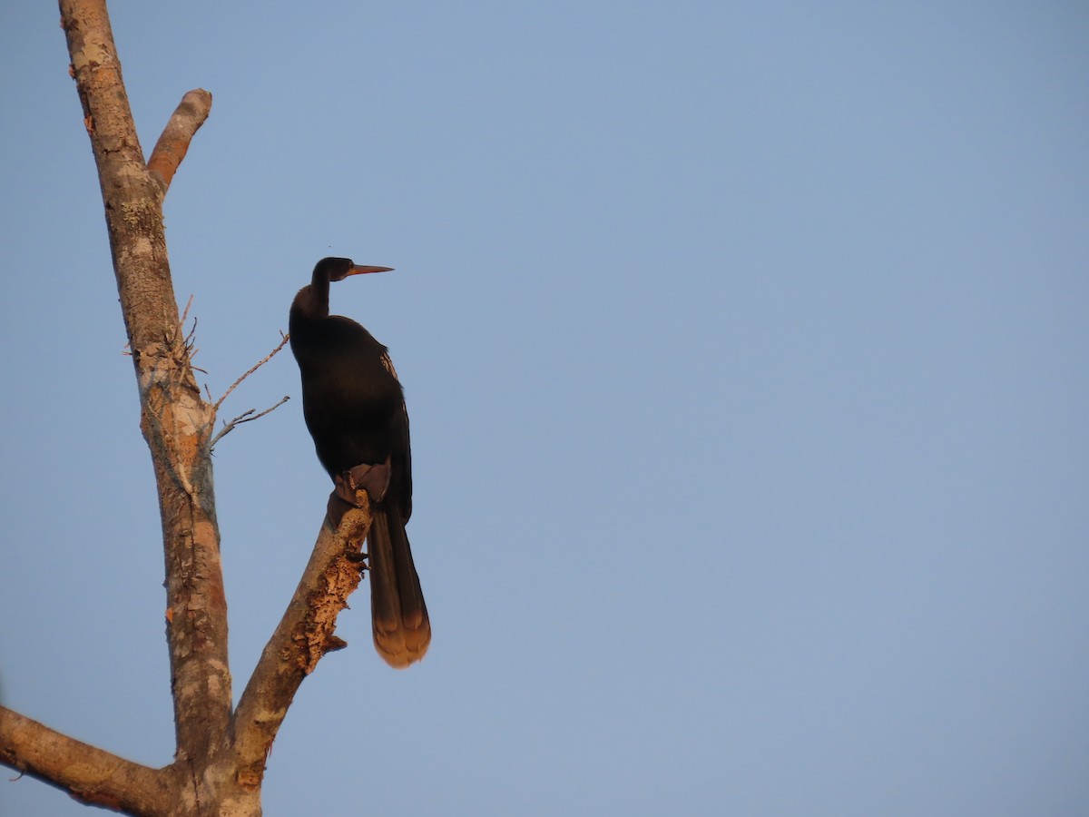 Anhinga - ML614450862