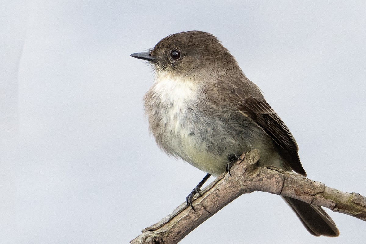 Eastern Phoebe - Bill Wood