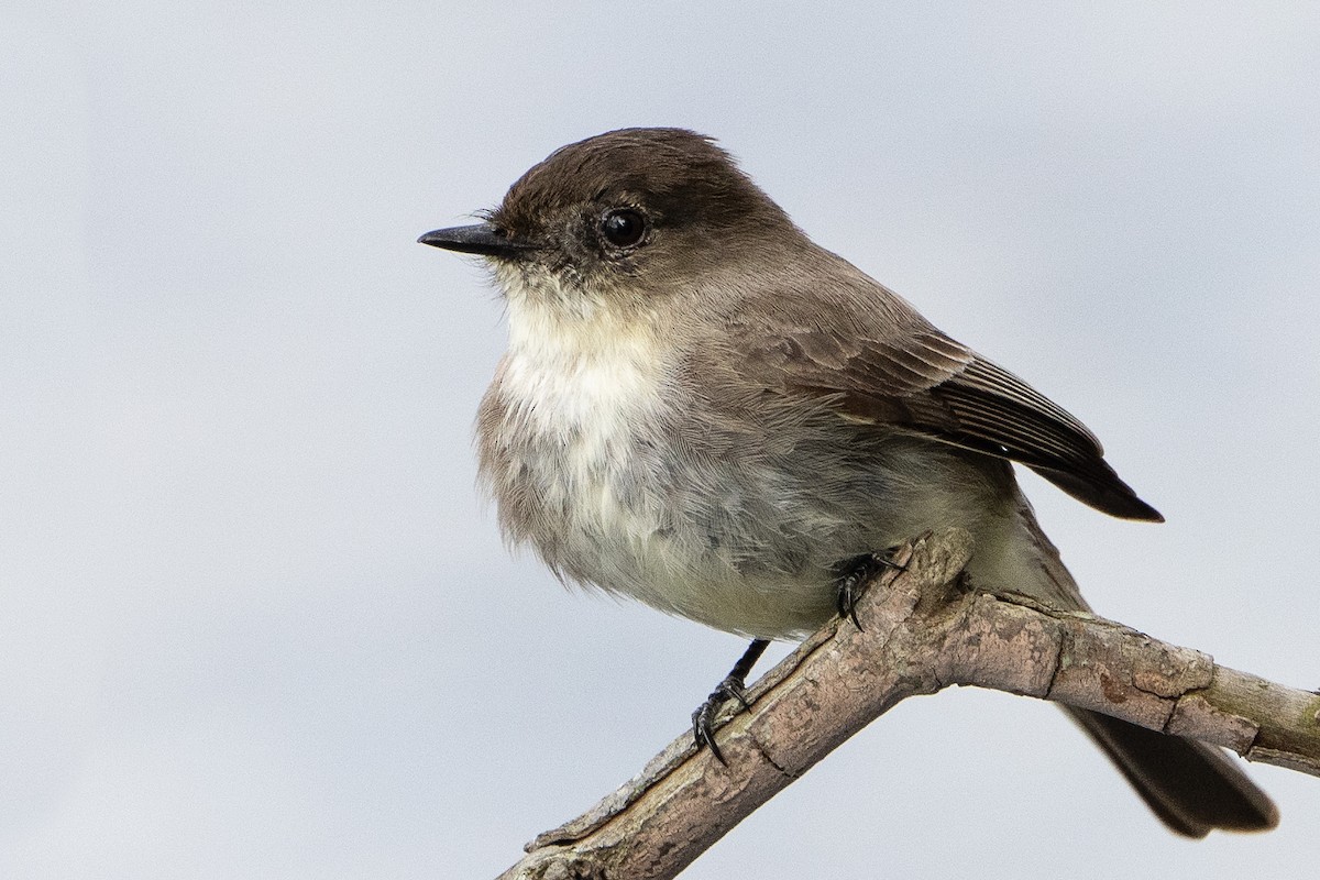 Eastern Phoebe - ML614450864