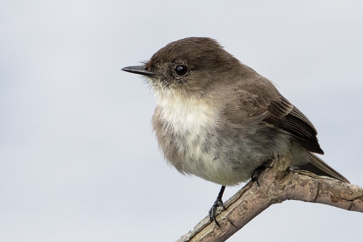 Eastern Phoebe - Bill Wood