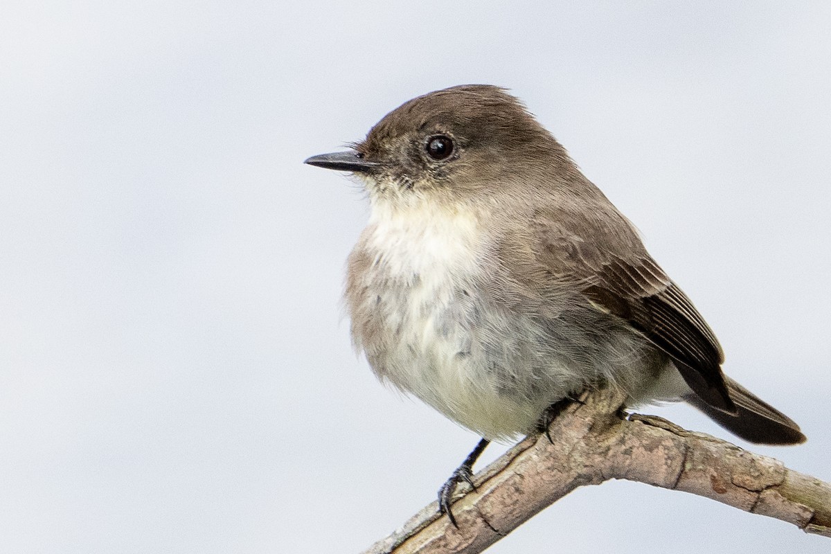 Eastern Phoebe - ML614450866