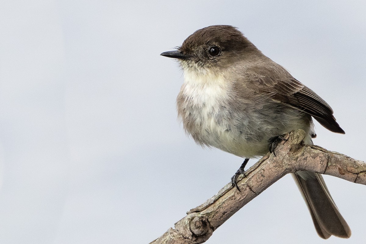 Eastern Phoebe - ML614450867