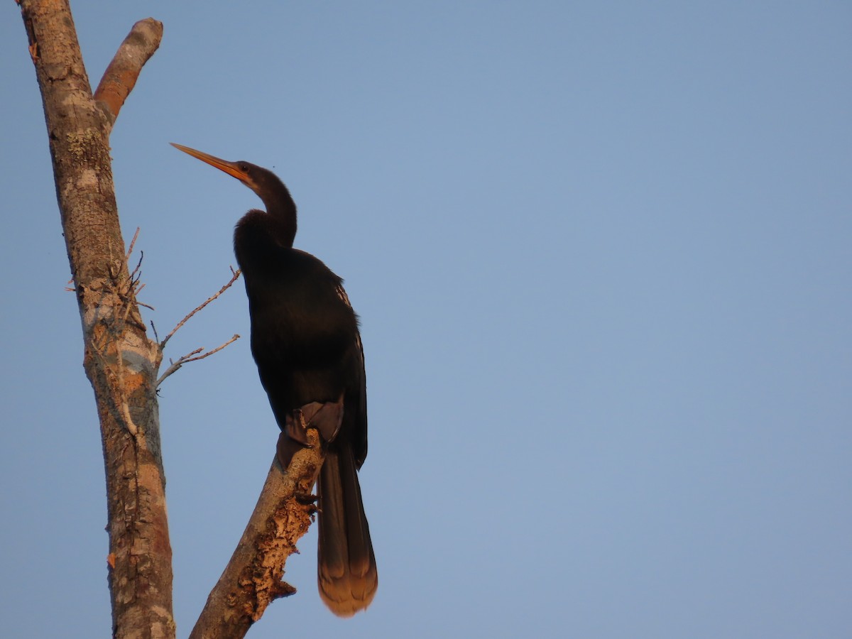 Anhinga - ML614450880