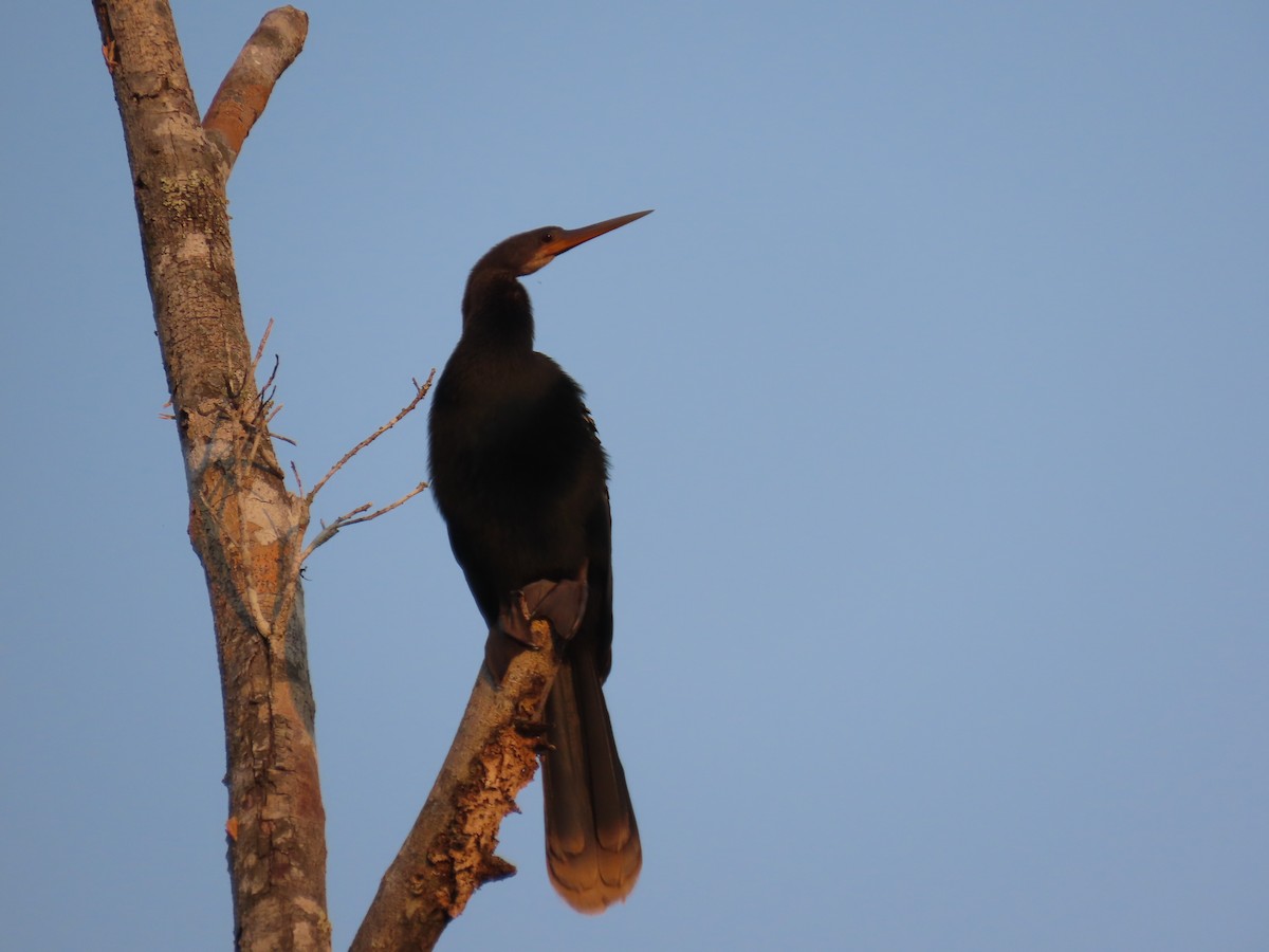 Anhinga - ML614450883