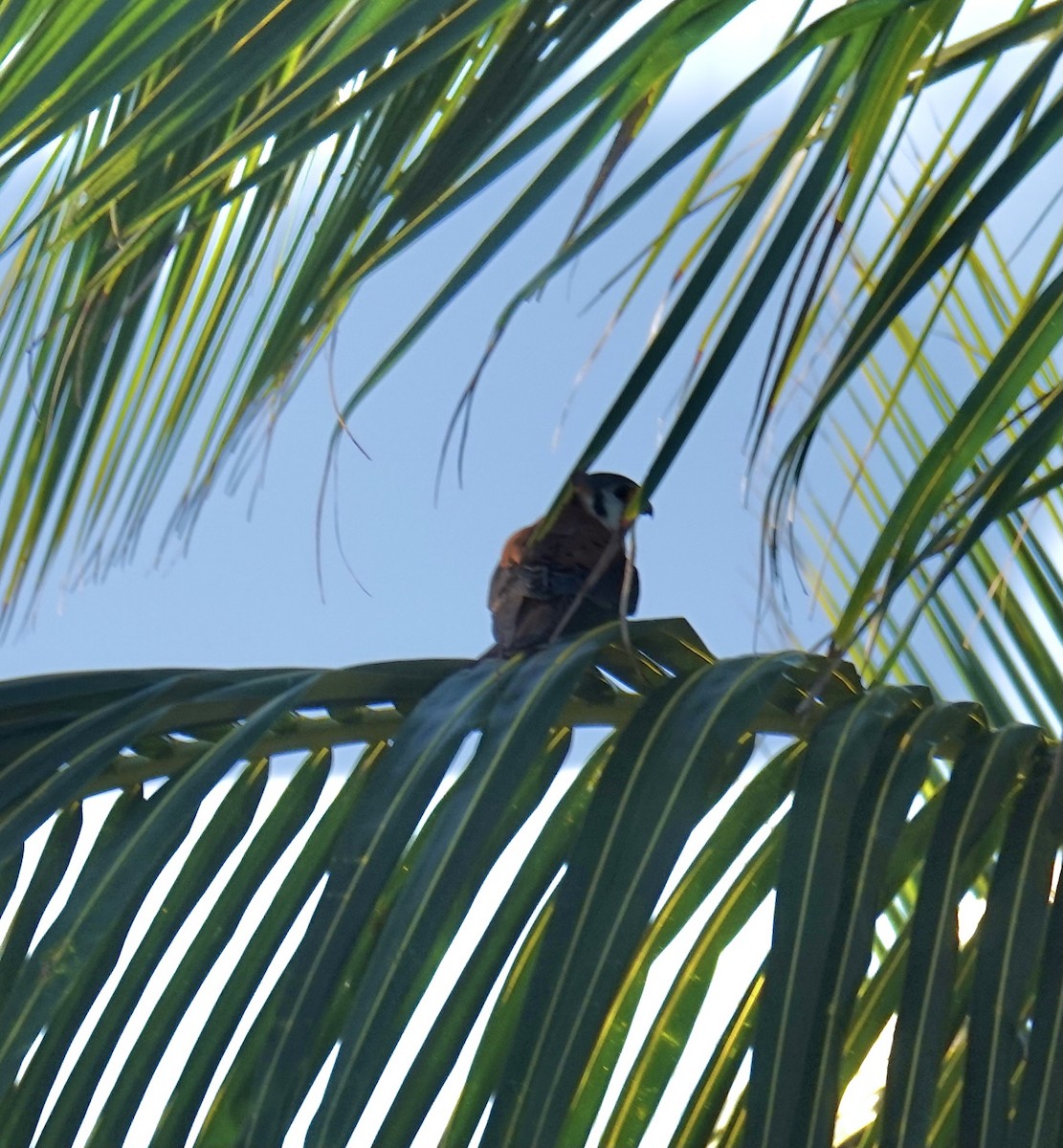 American Kestrel - ML614450891