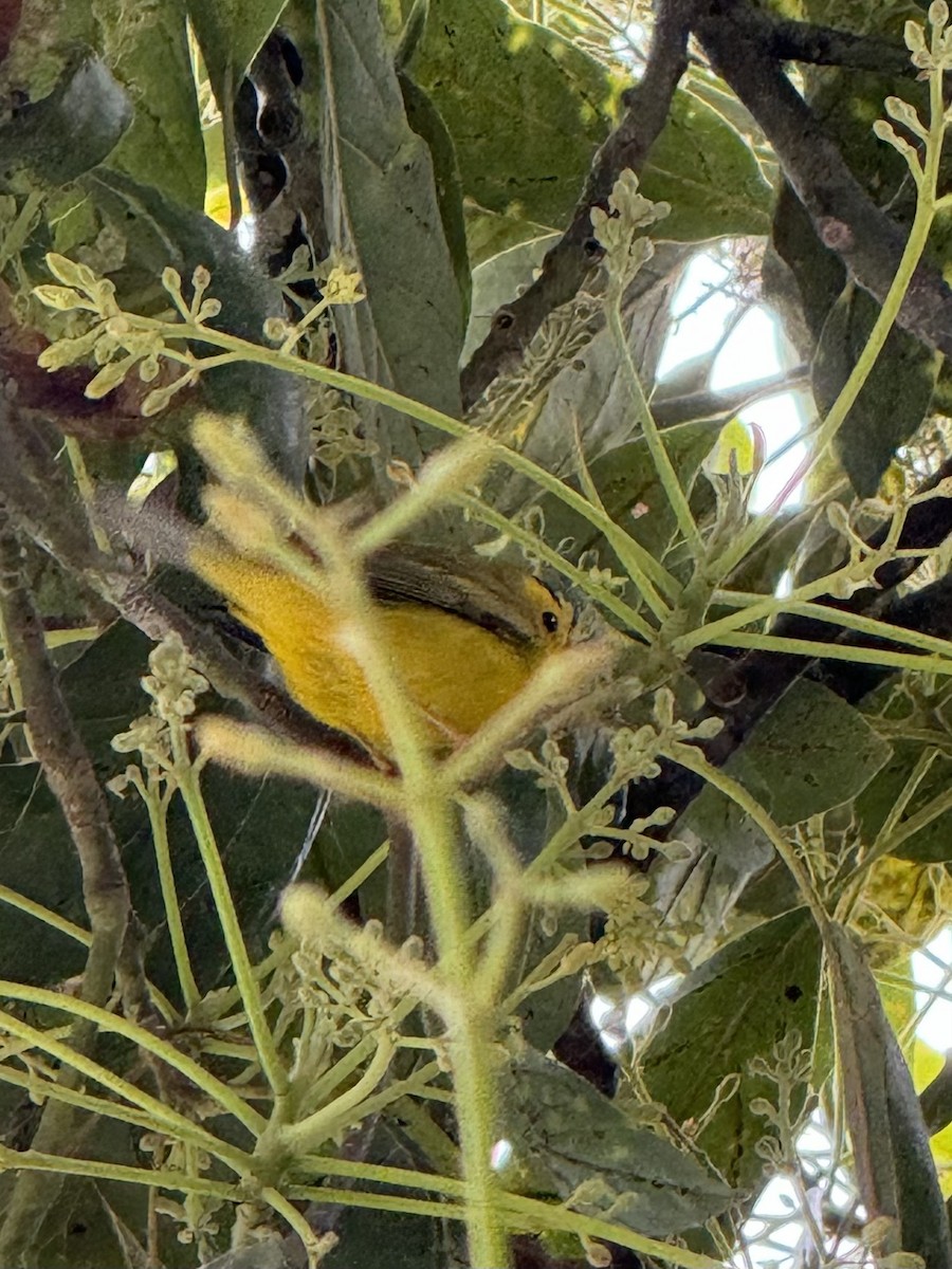 Wilson's Warbler - ML614450911