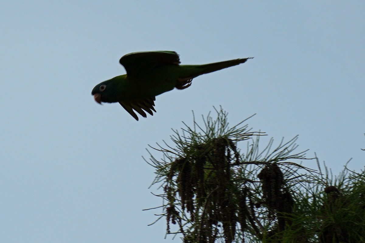 Blue-crowned Parakeet - ML614451086