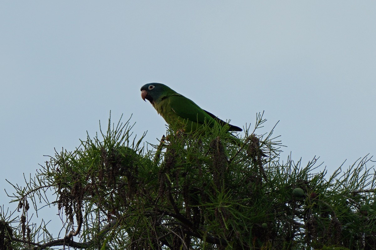 Conure à tête bleue - ML614451088