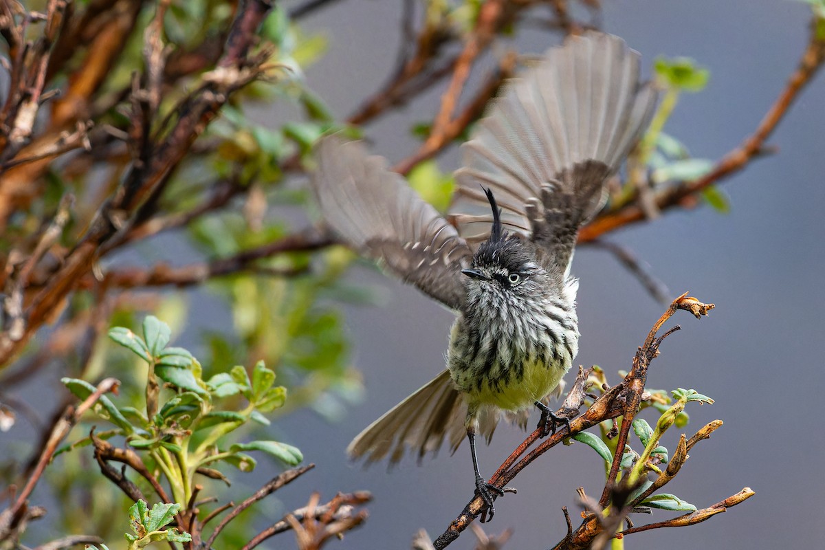 Tufted Tit-Tyrant - ML614451126