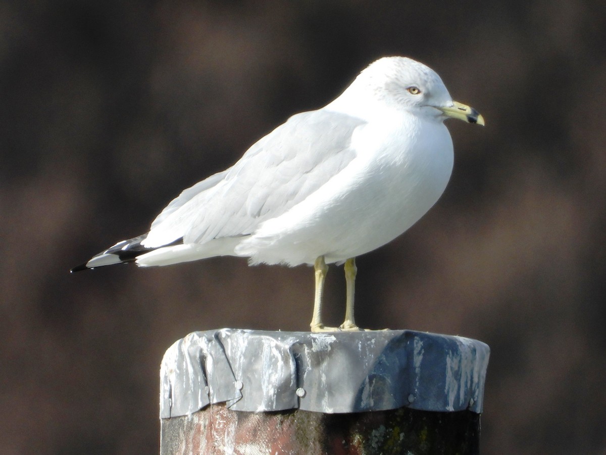 Ring-billed Gull - Mary Leigh