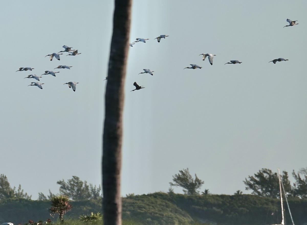 White Ibis - ML614451158