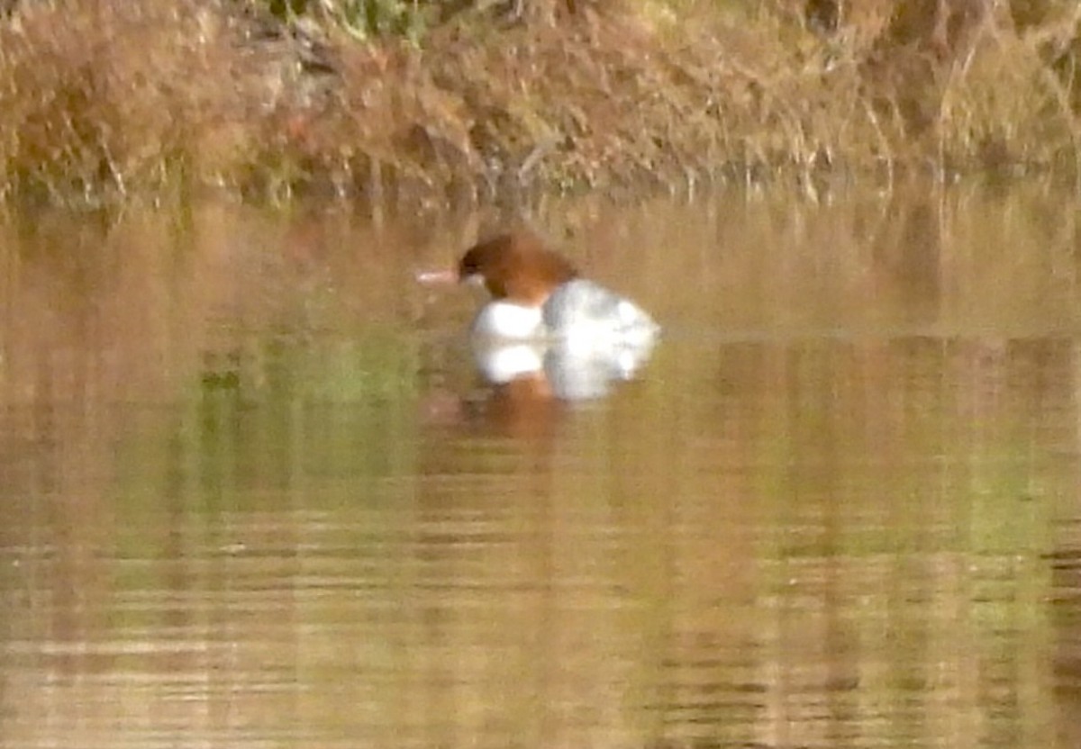 Common Merganser - ML614451159