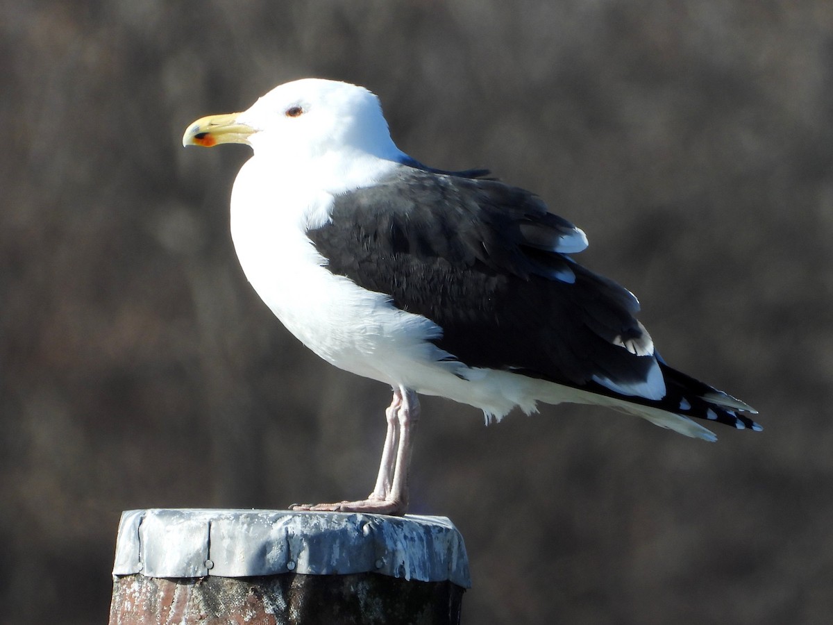 Great Black-backed Gull - ML614451170