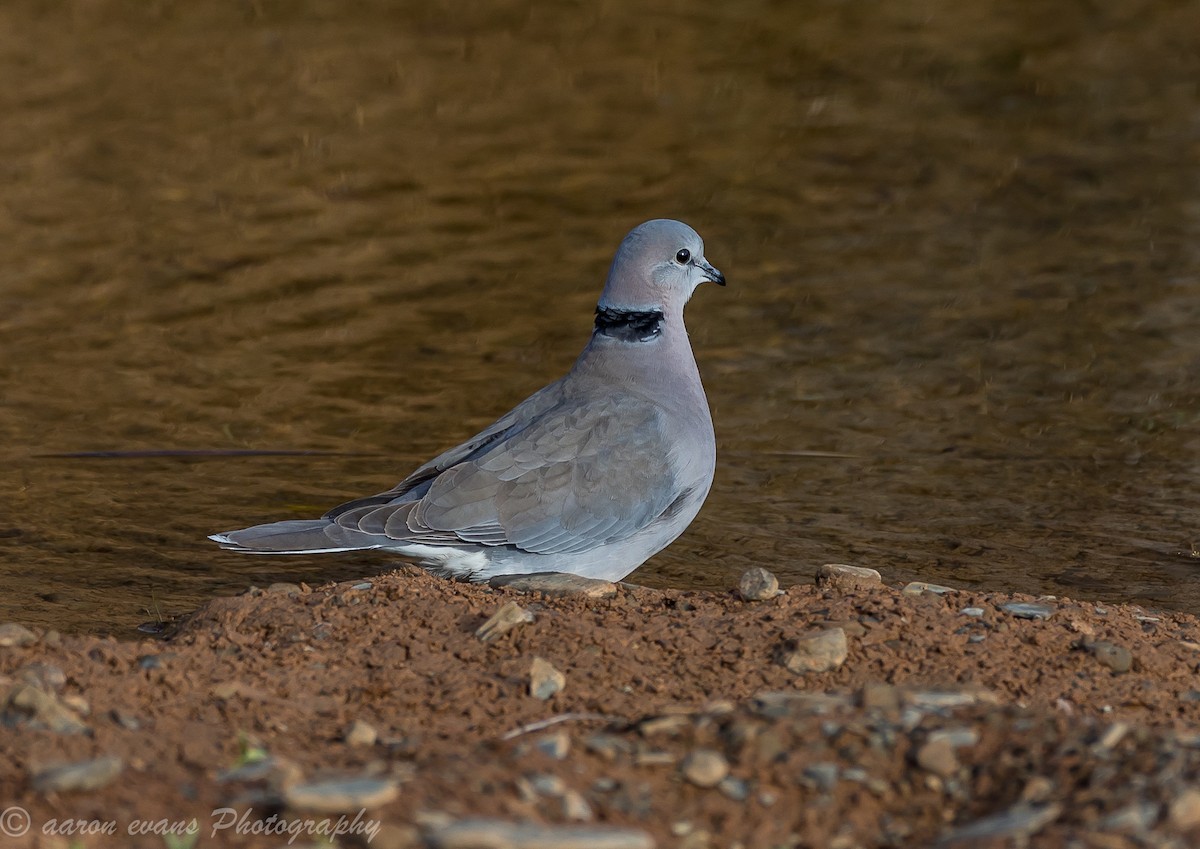 Ring-necked Dove - ML61445121