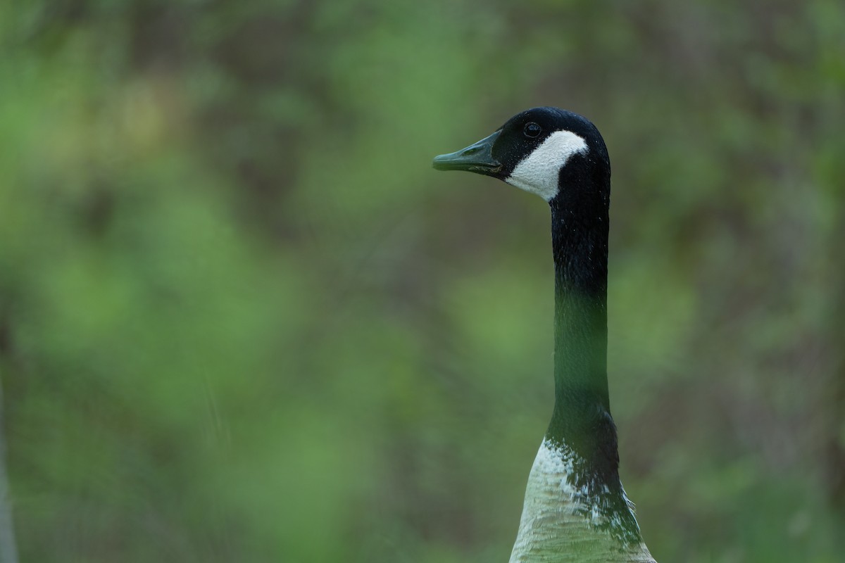 Canada Goose - Christopher Paterson