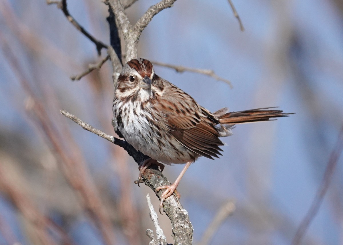 Song Sparrow - N. Wade Snyder