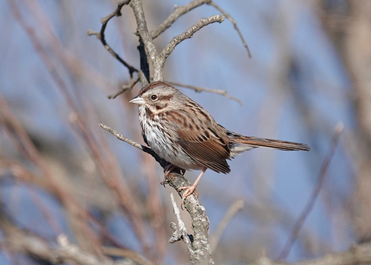 Song Sparrow - ML614451216