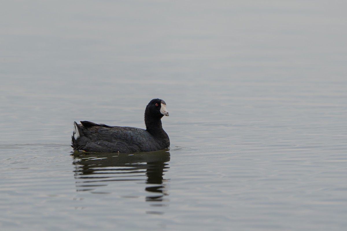 American Coot - Christopher Paterson