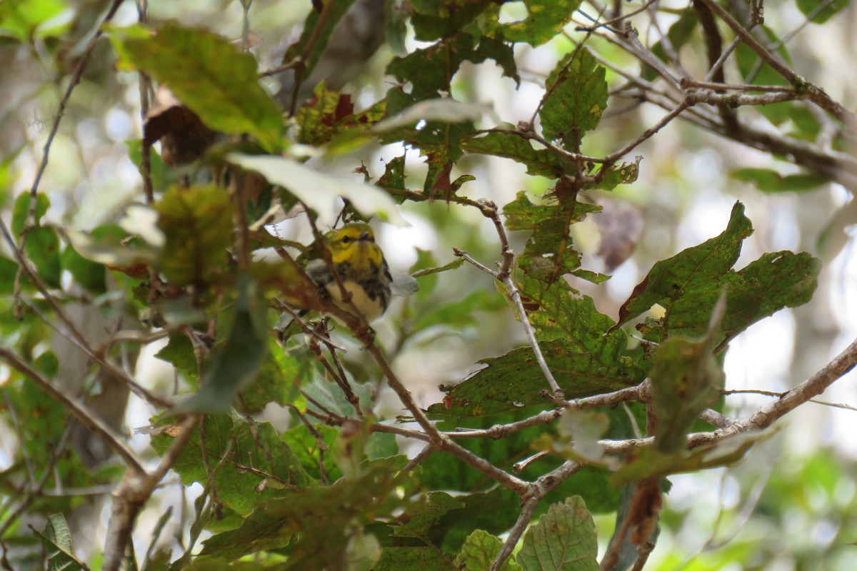 Black-throated Green Warbler - Hermes Vega