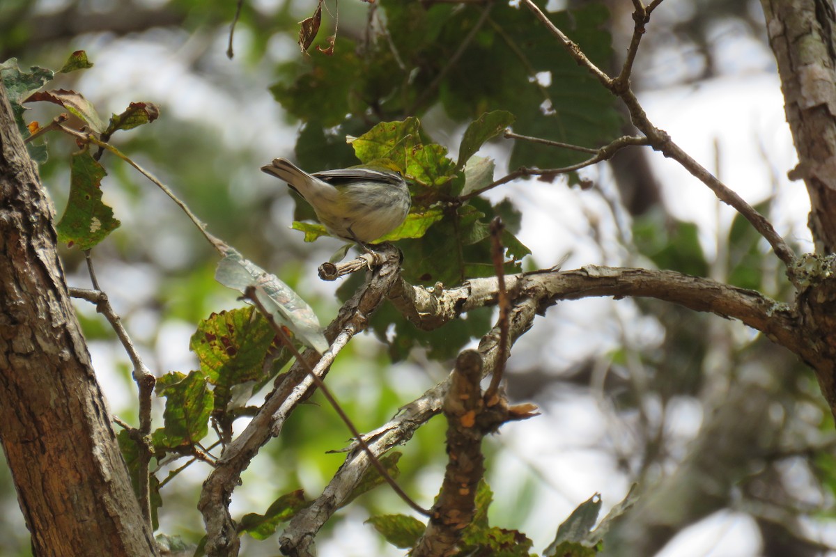 Black-throated Green Warbler - ML614451238