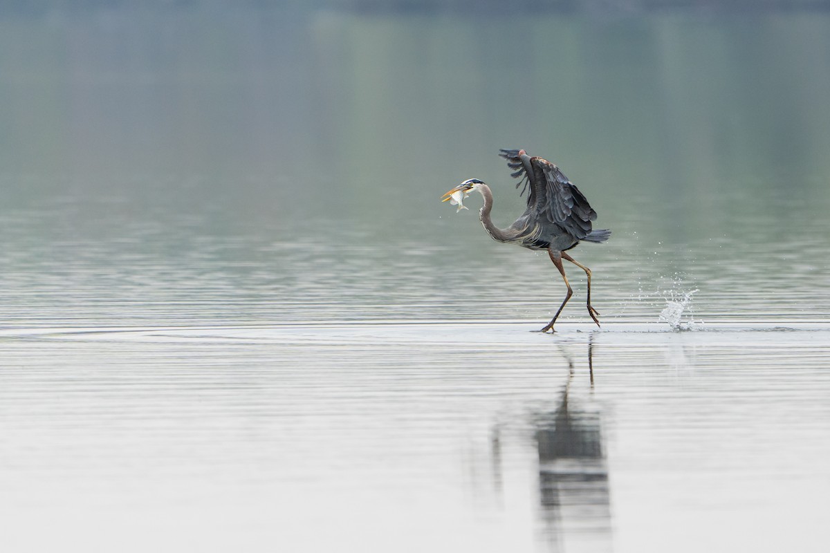 Great Blue Heron - Christopher Paterson