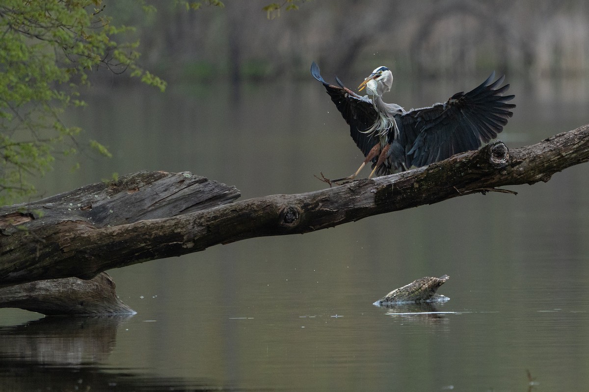 Great Blue Heron - Christopher Paterson