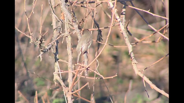 Eastern Phoebe - ML614451250