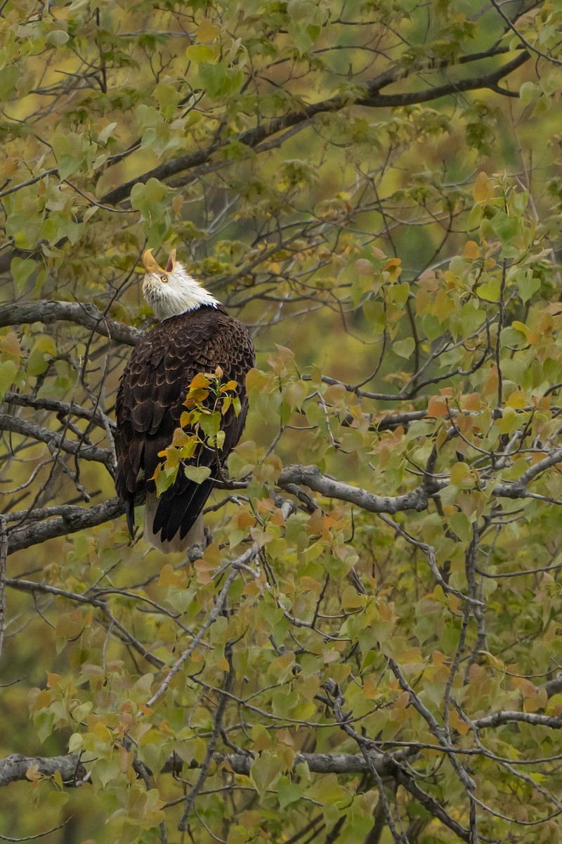 Bald Eagle - Christopher Paterson