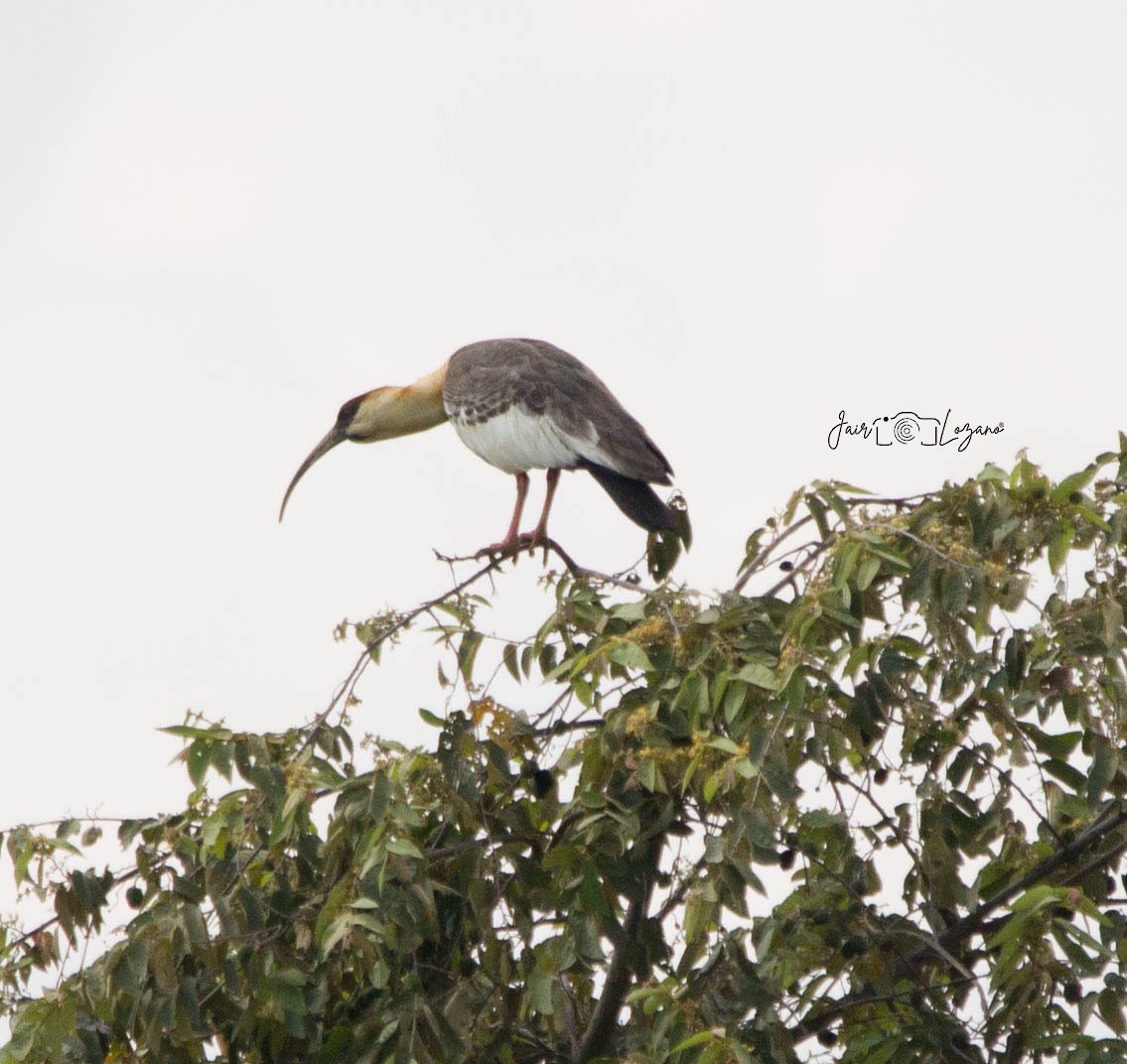 Buff-necked Ibis - Jair Lozano