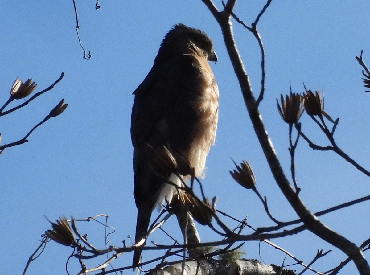 Cooper's Hawk - ML614451284