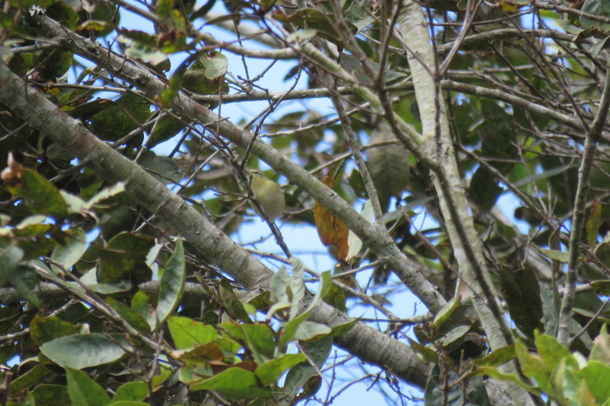 Tennessee Warbler - Hermes Vega