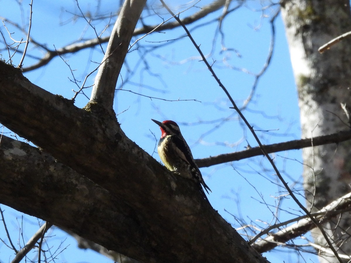 Yellow-bellied Sapsucker - ML614451307