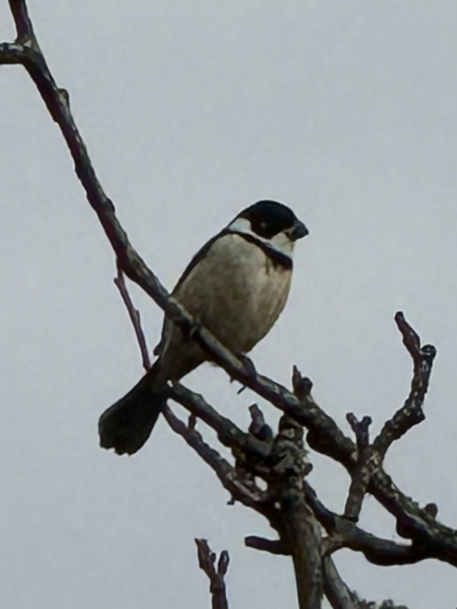 Cinnamon-rumped Seedeater - ML614451317