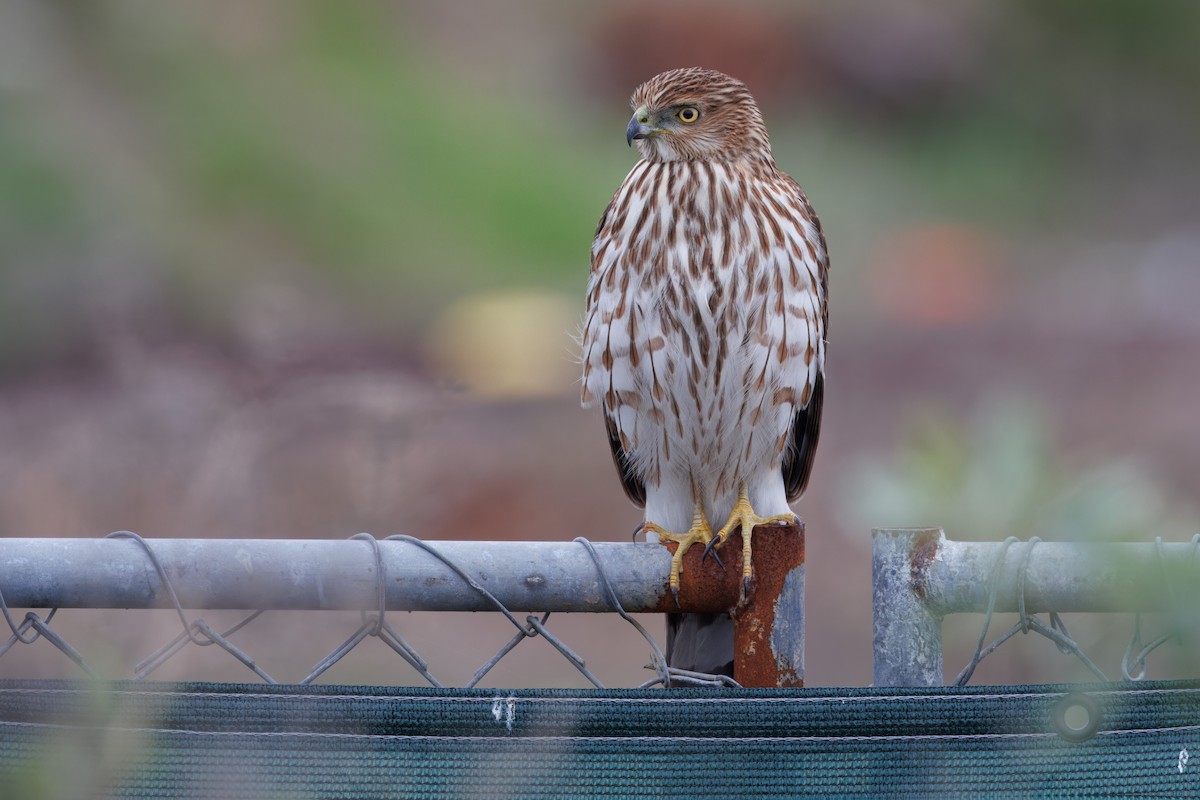 Cooper's Hawk - John Callender