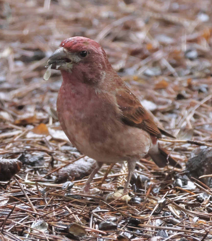 Purple Finch - Gretchen Framel