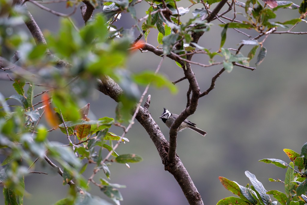 Bridled Titmouse - ML614451349