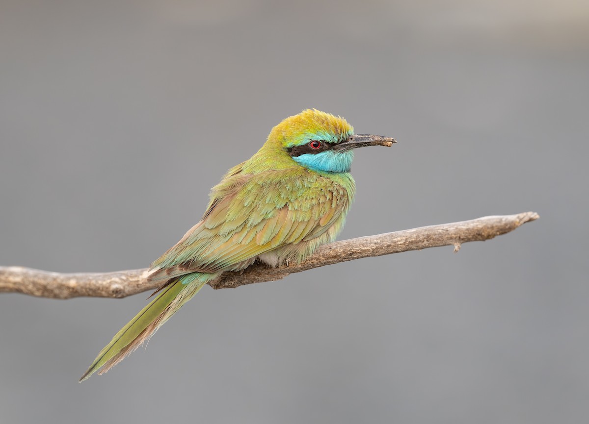 Arabian Green Bee-eater - ML614451351