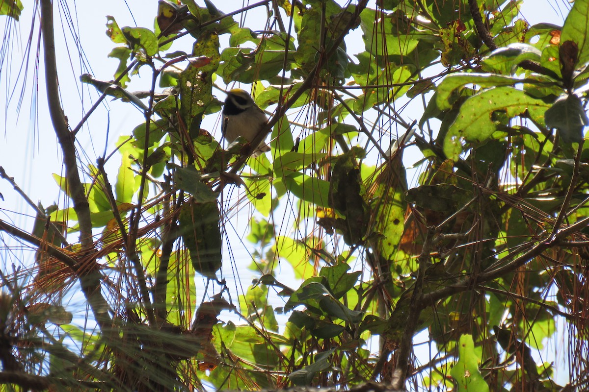 Golden-winged Warbler - Hermes Vega