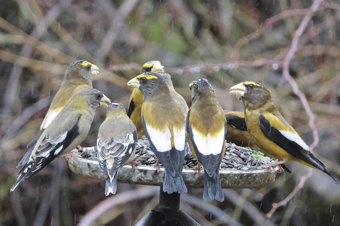 Evening Grosbeak - Gretchen Framel