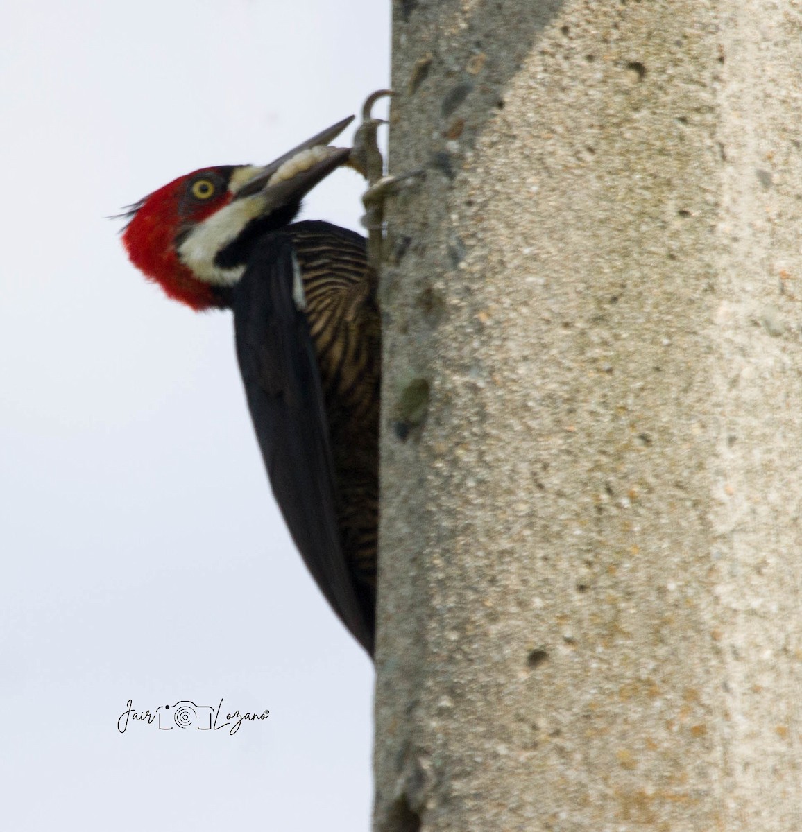 Crimson-crested Woodpecker - Jair Lozano